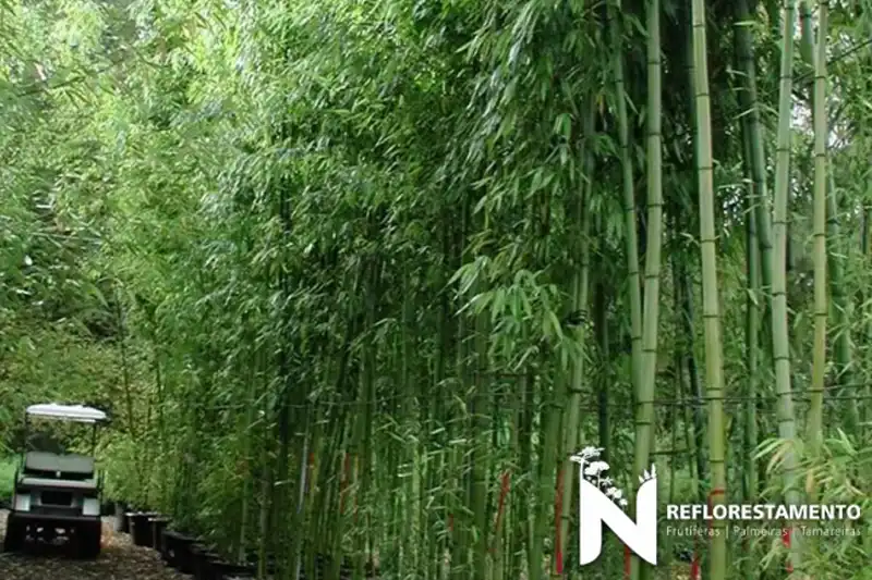 Bambu Gigante adulto