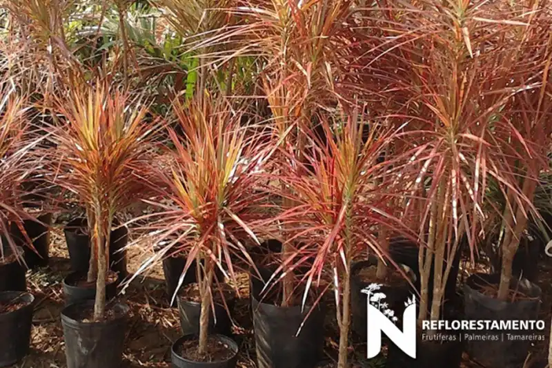 Dracena Tricolor adulto