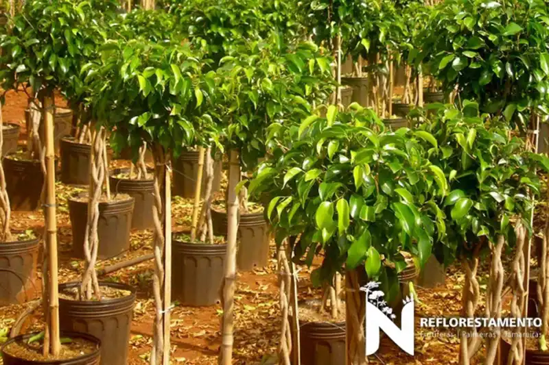 Ficus Bola adulto