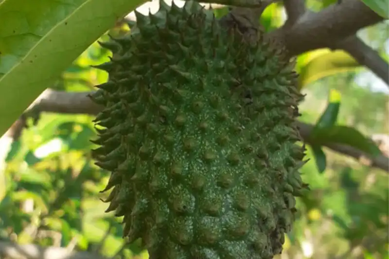 Gravioleira adulta