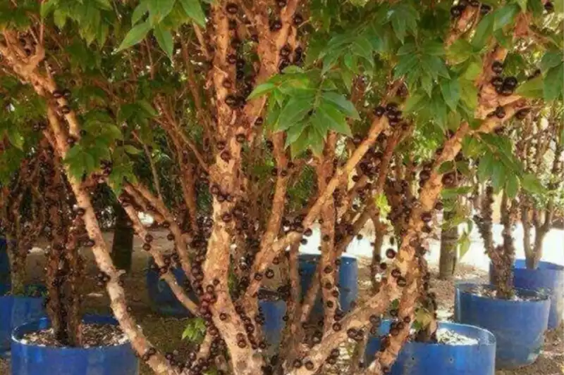 Frutíferas