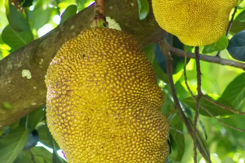 Jaqueira adulta
