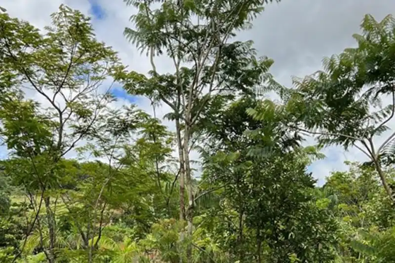 Jacarandá-Mimoso adulto