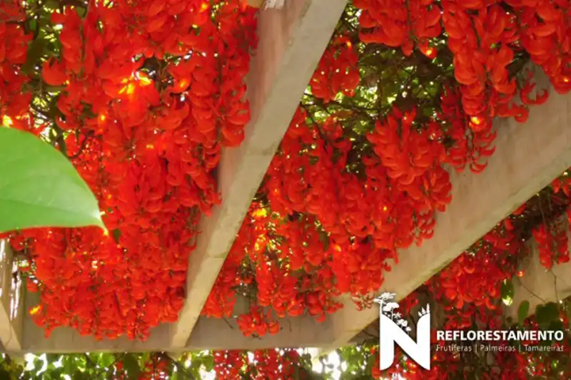 Plantas Ornamentais adultas