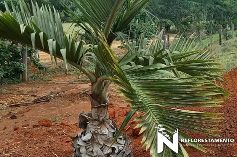 Palmeira Garrafa adulto