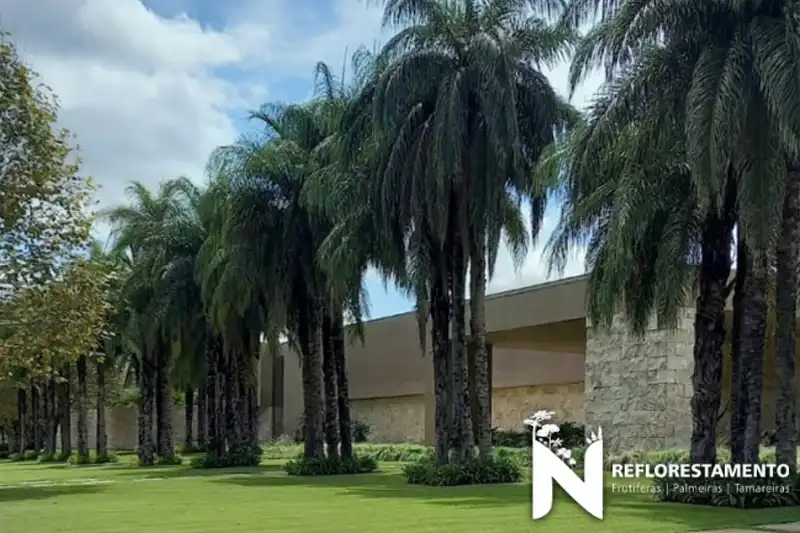 Palmeira Macaúba adulto