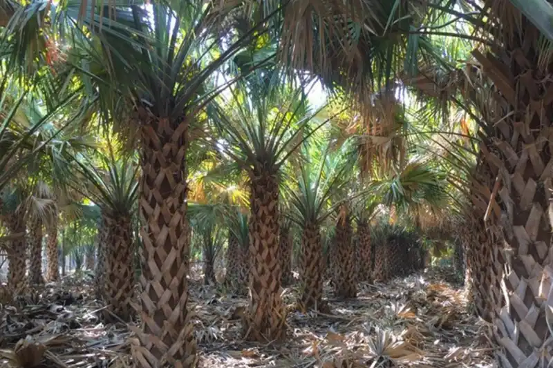 Palmeira Sabal Mexicana adulto