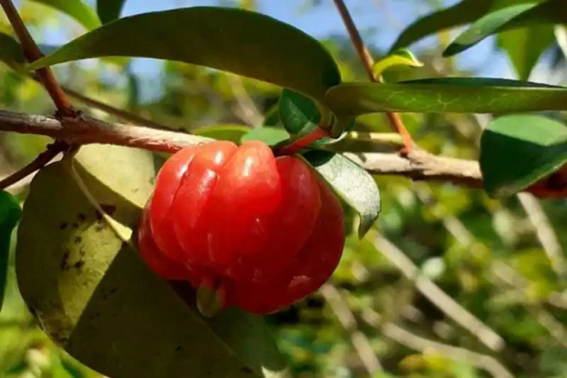 Pitangueira adulta