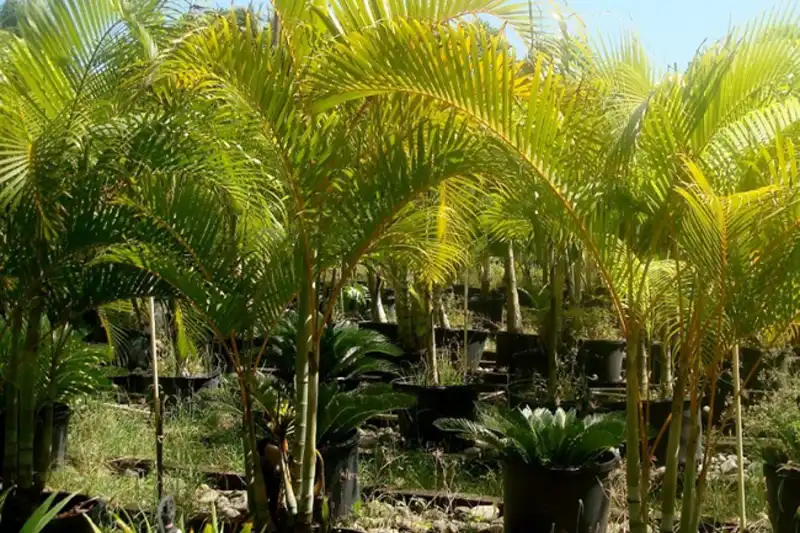 Areca-Bambu adulto