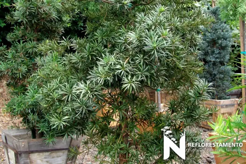Podocarpus adulto