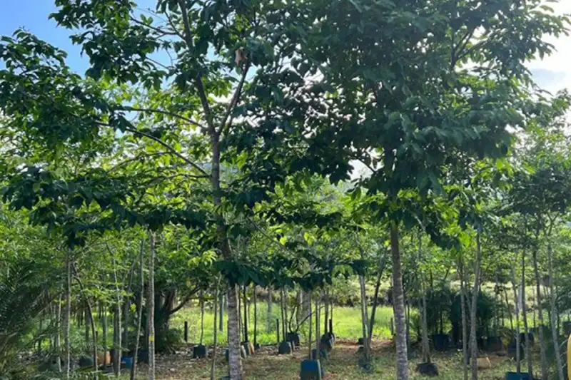 Sapucaia adulto