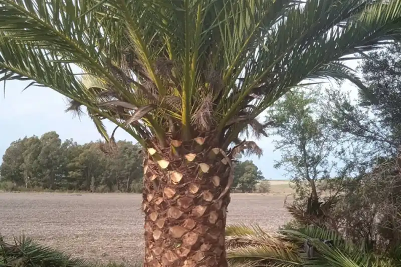 Tamareira das Canárias adulto