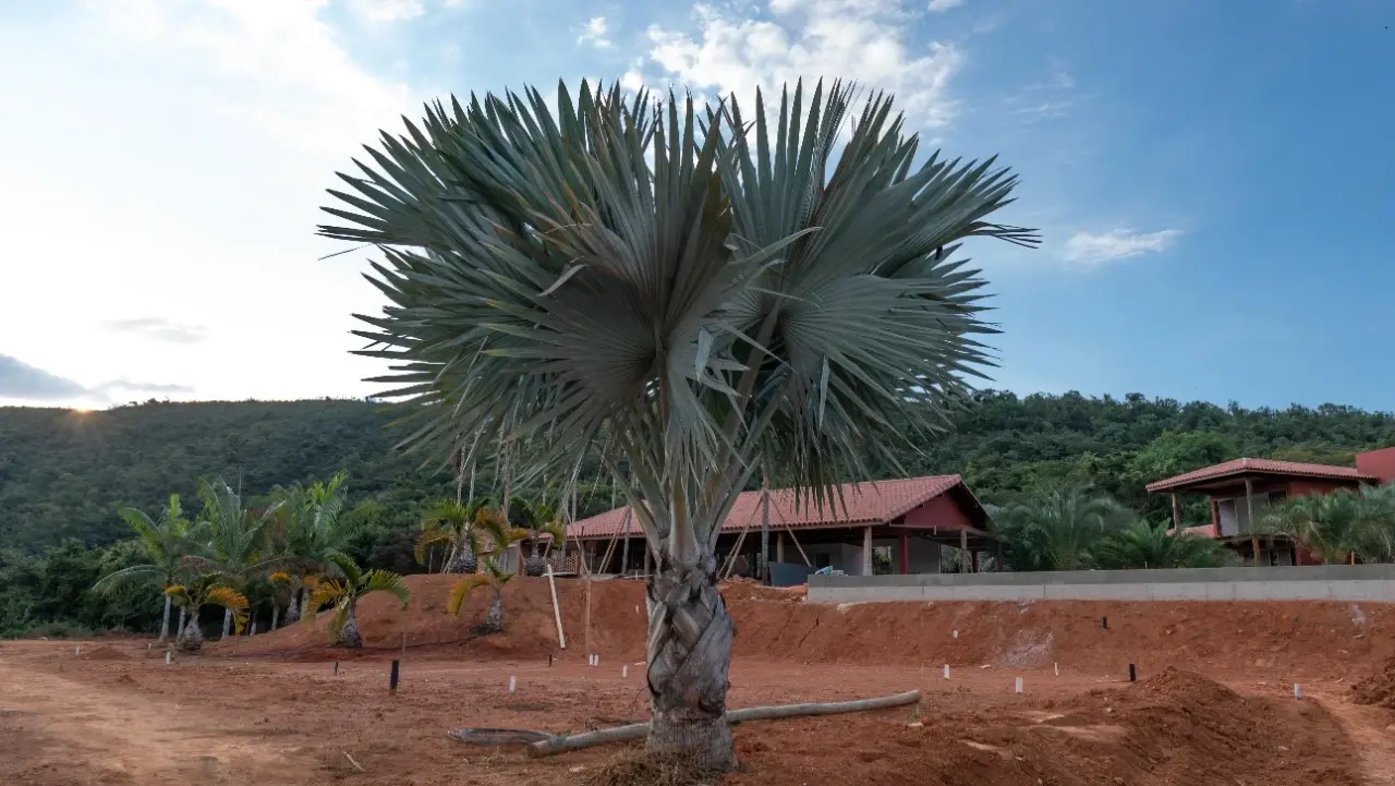 Árvores adultas plantadas pela Moreira Carvalho
