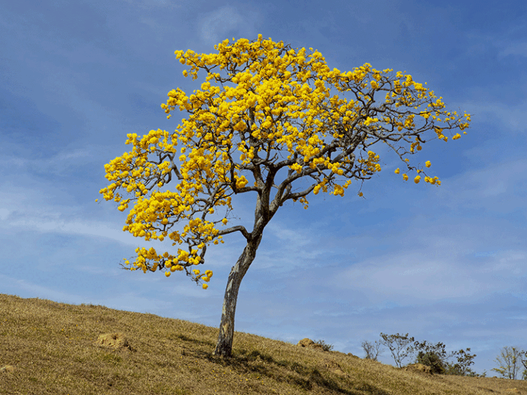 Você conhece o Ipê amarelo?