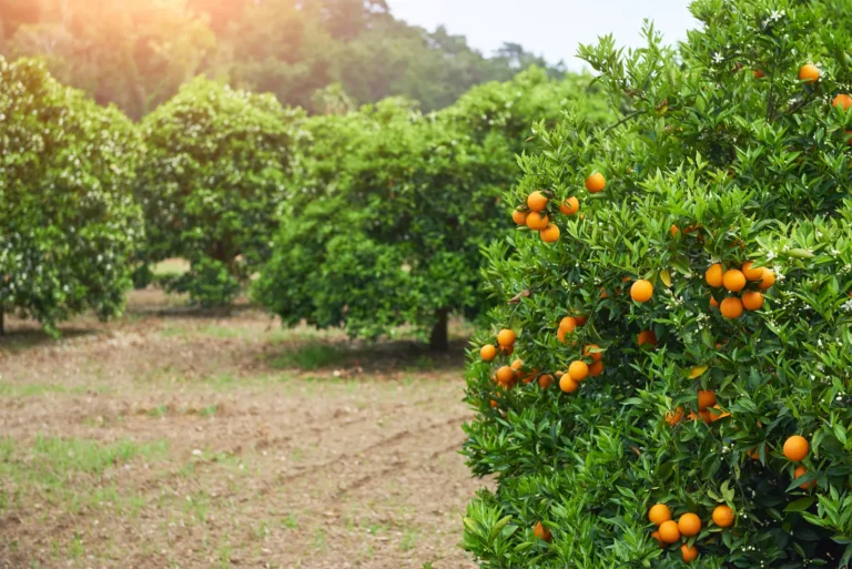 Descubra a melhor árvore frutífera para o Brasil: conheça as vantagens da árvore frutífera grande